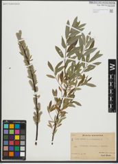Foto von Salix repens L. x Salix viminalis L.